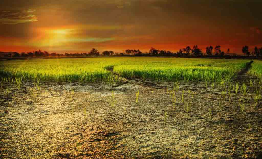 Agricultural Disasters